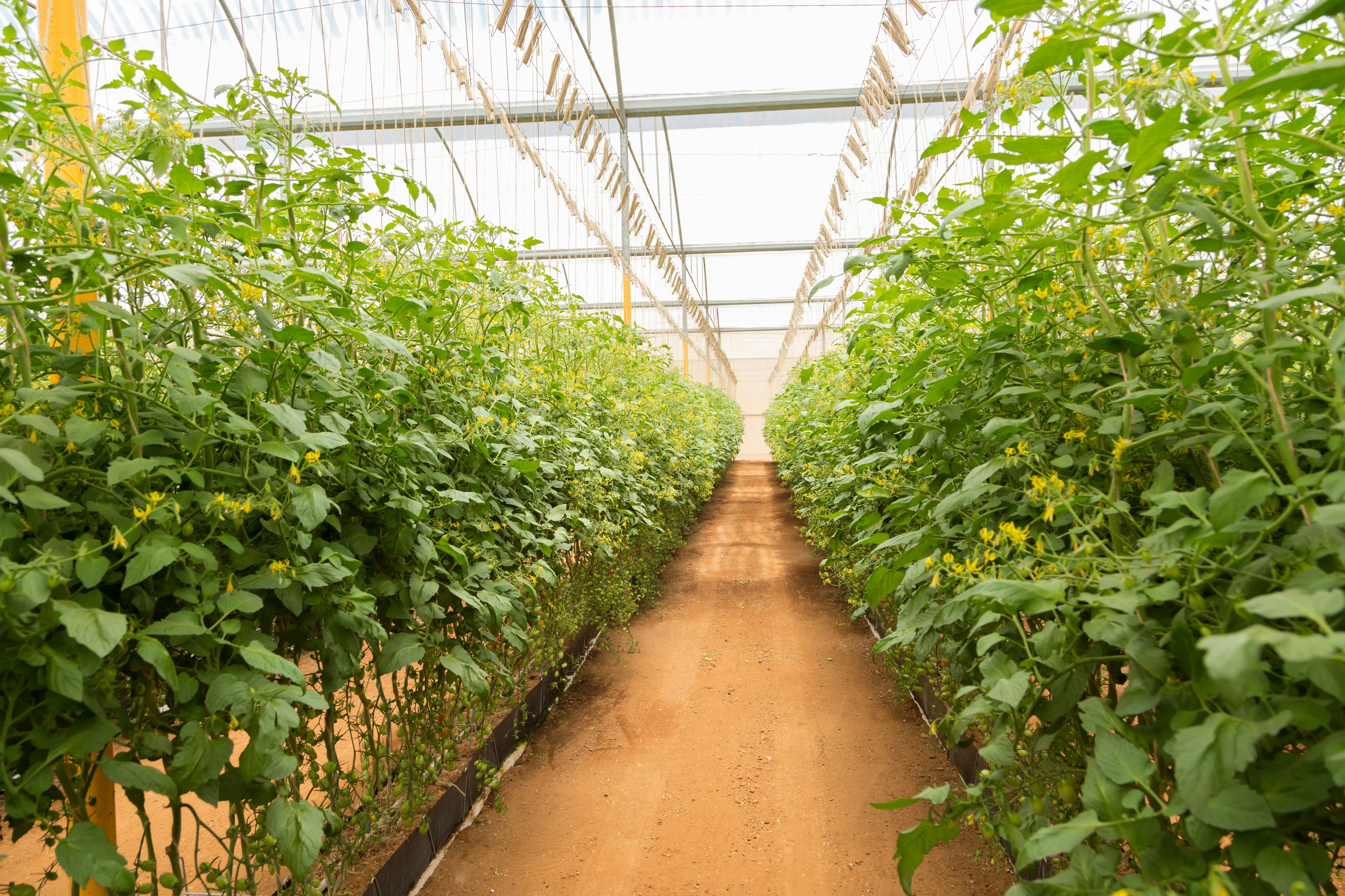 Natural Gardening Products